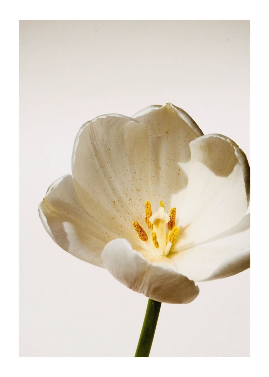 WHITE TULIP