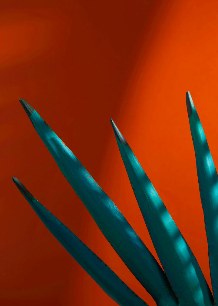 Agave sunset