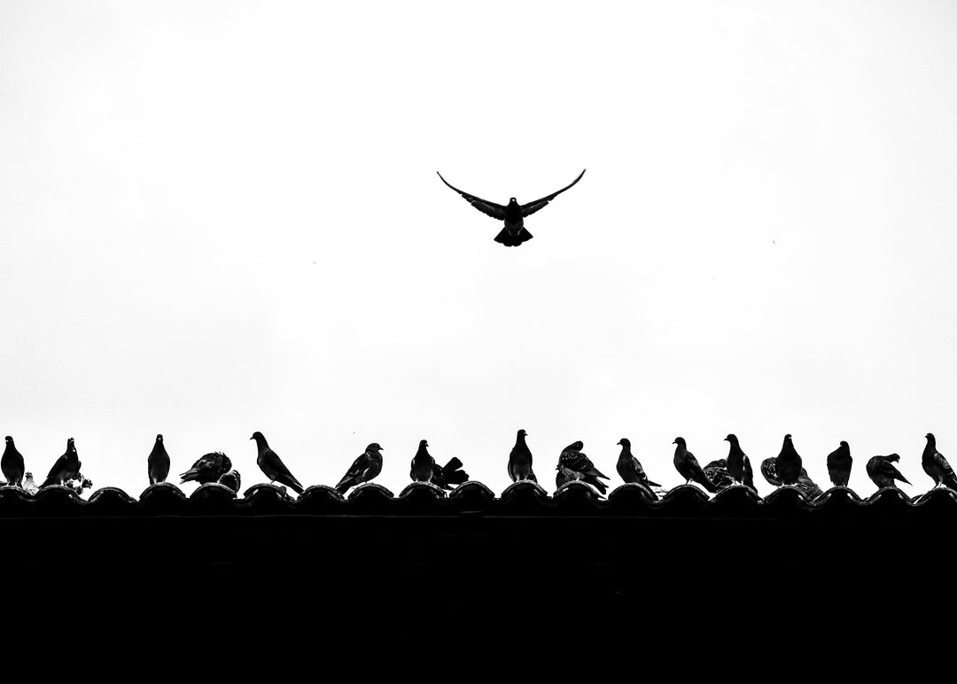 Influir