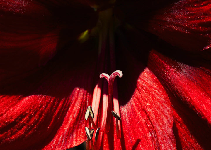 AMARYLLIS