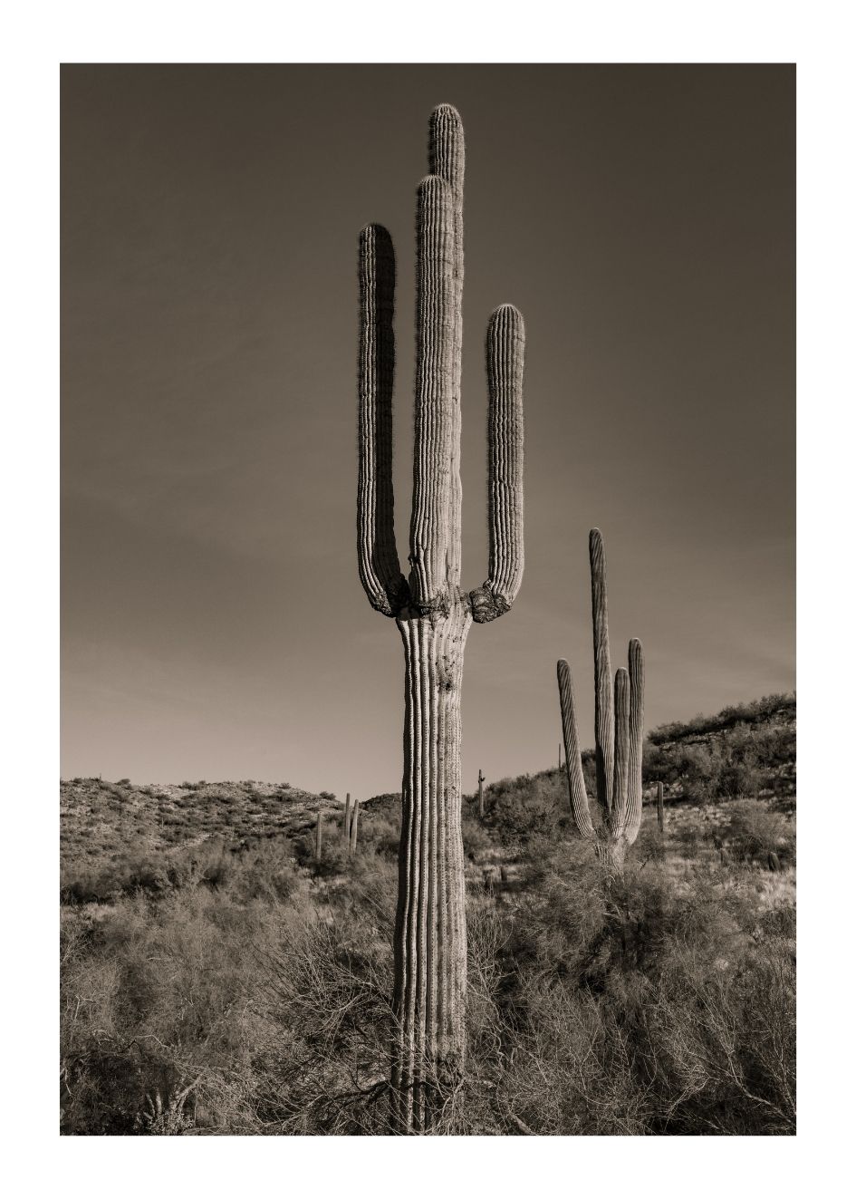 CACTUS