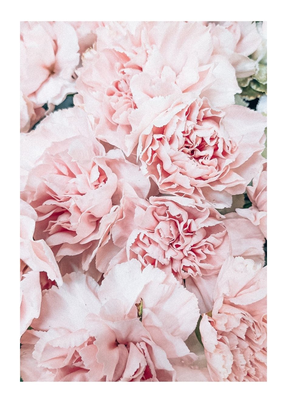 PEONIES