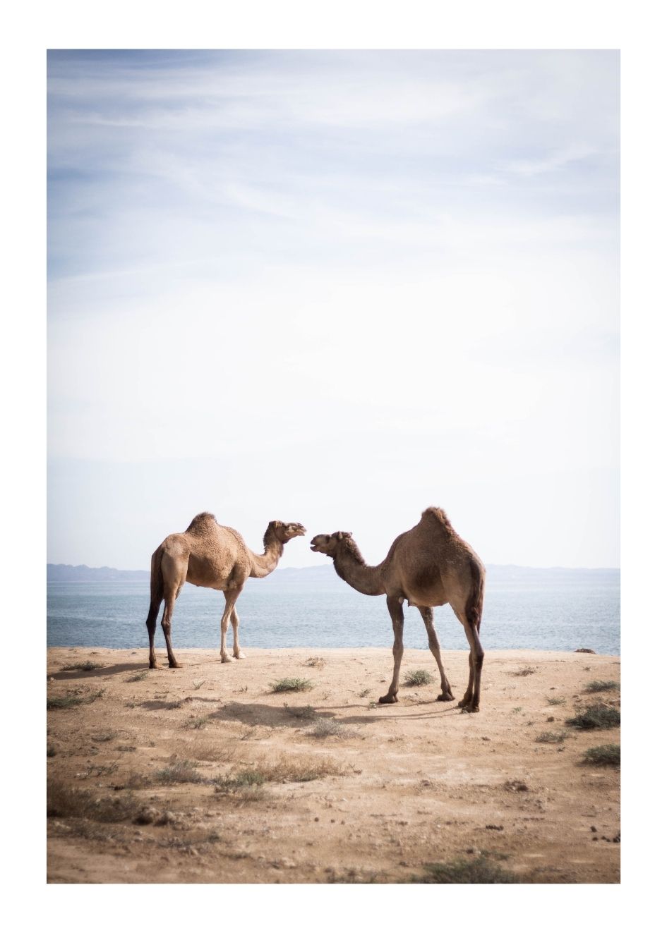 CAMELS