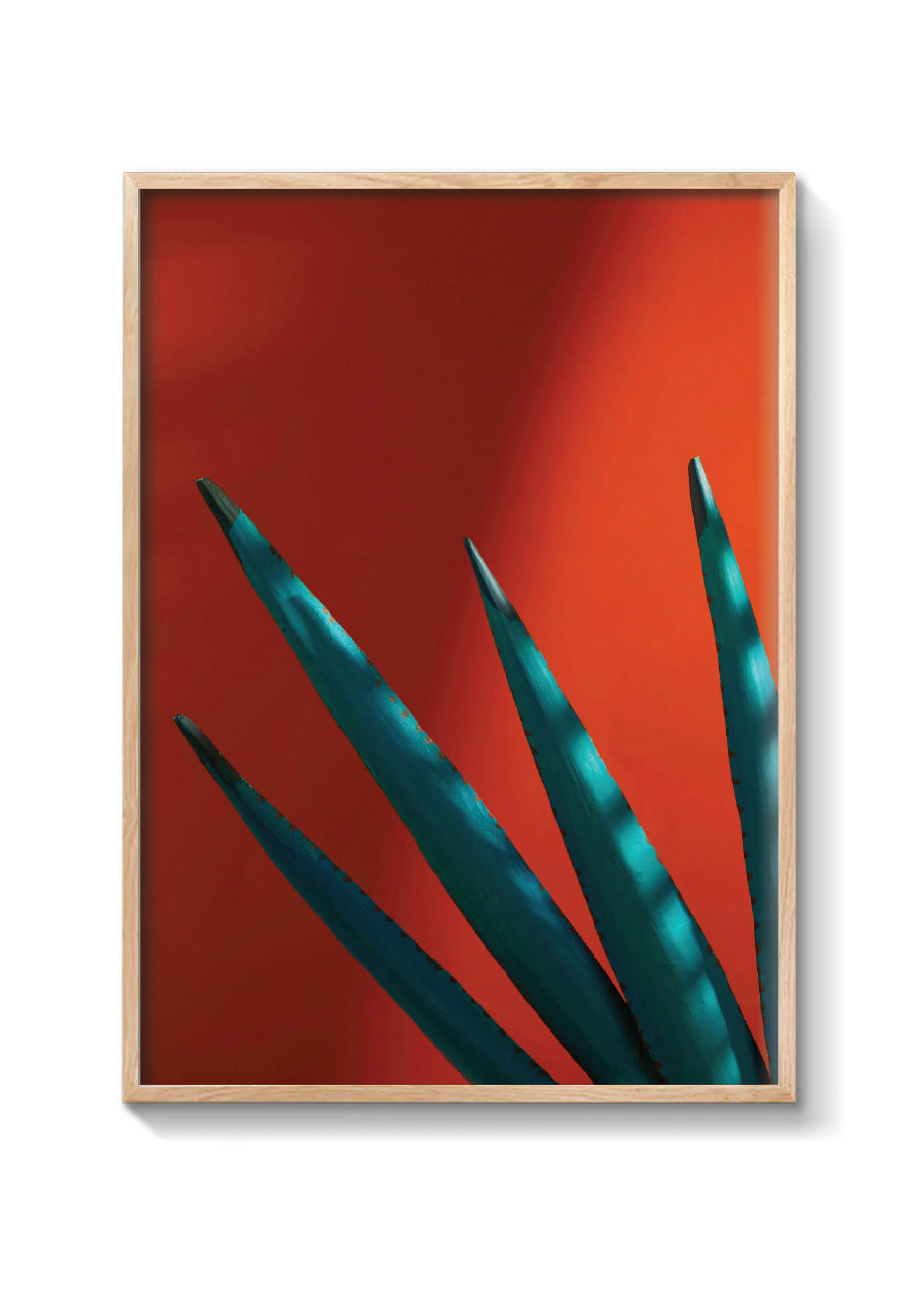 Agave sunset