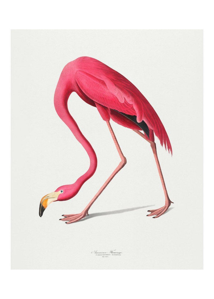 Cuadro-FLAMINGO VINTAGE-Studio Malek