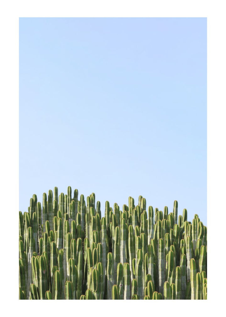 GREEN CACTUS