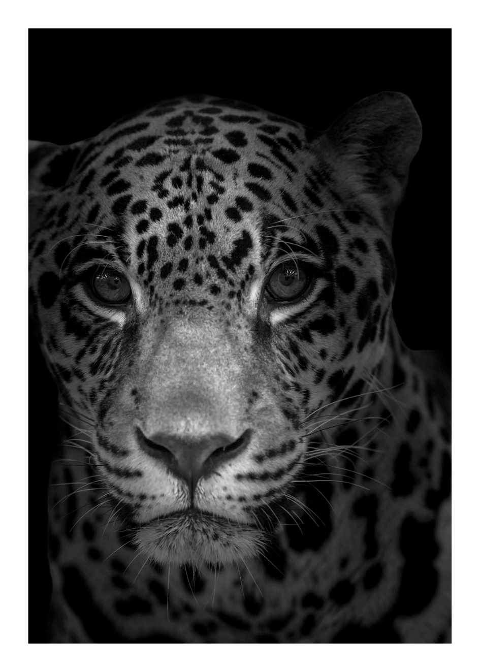 Cuadro-JAGUAR BLANCO Y NEGRO-Studio Malek