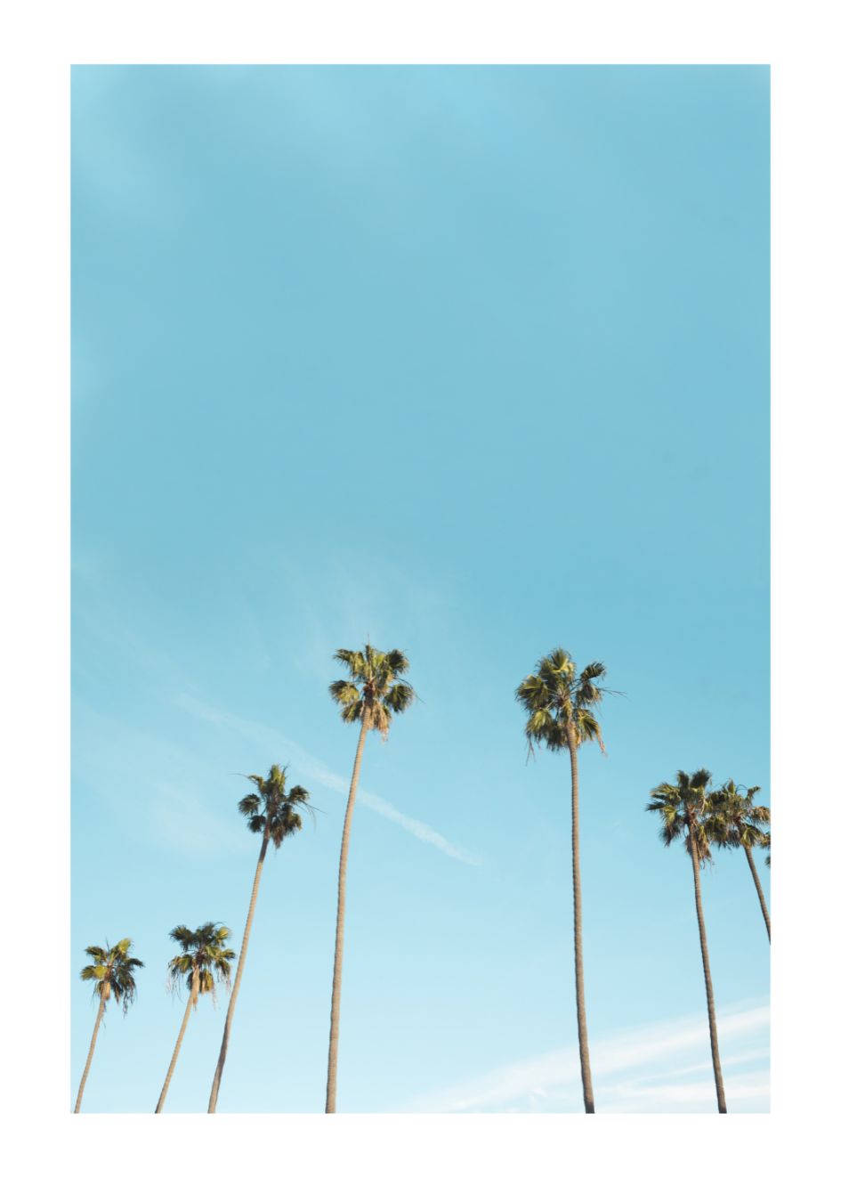 L.A PALMS