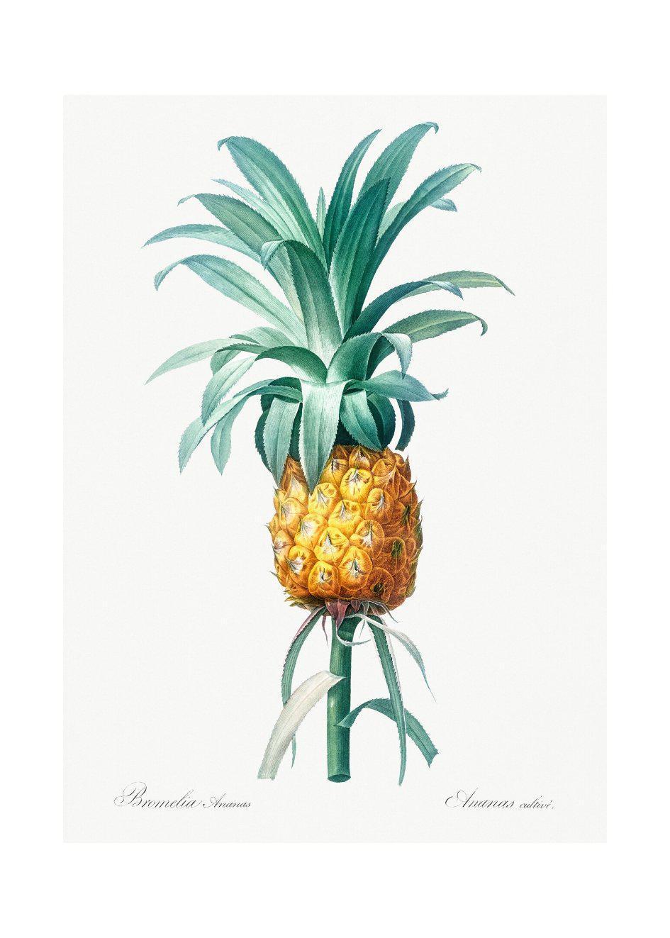 Cuadro-PINEAPPLE-Studio Malek