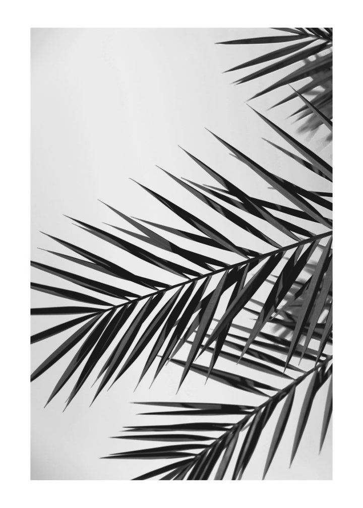 PALM LEAVES