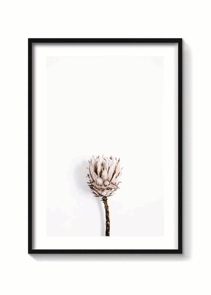 DRIED PROTEA