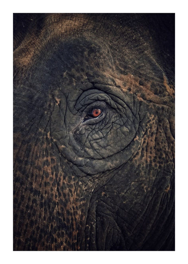 ELEPHANT EYE