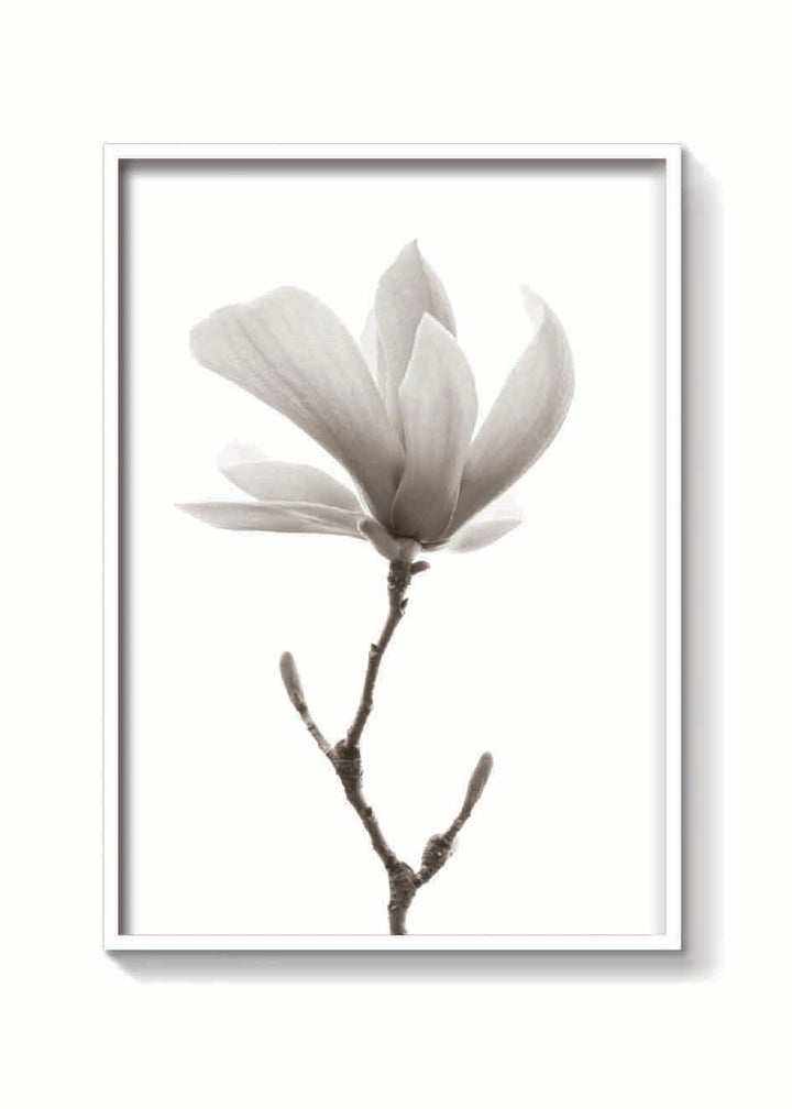 MAGNOLIA FLOR