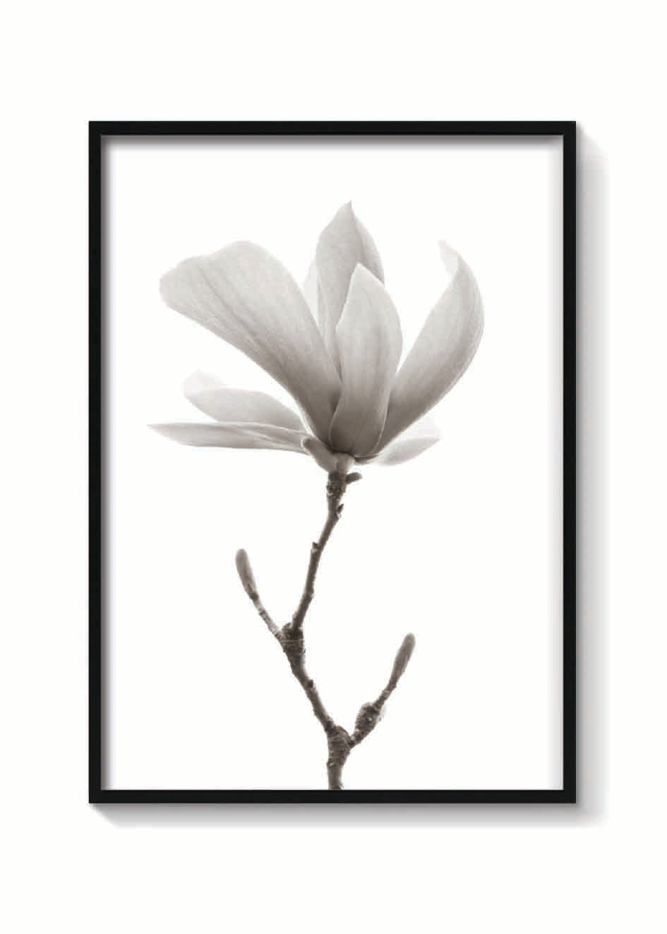MAGNOLIA FLOR