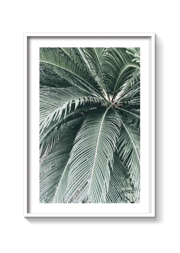 PALM CLOSE UP