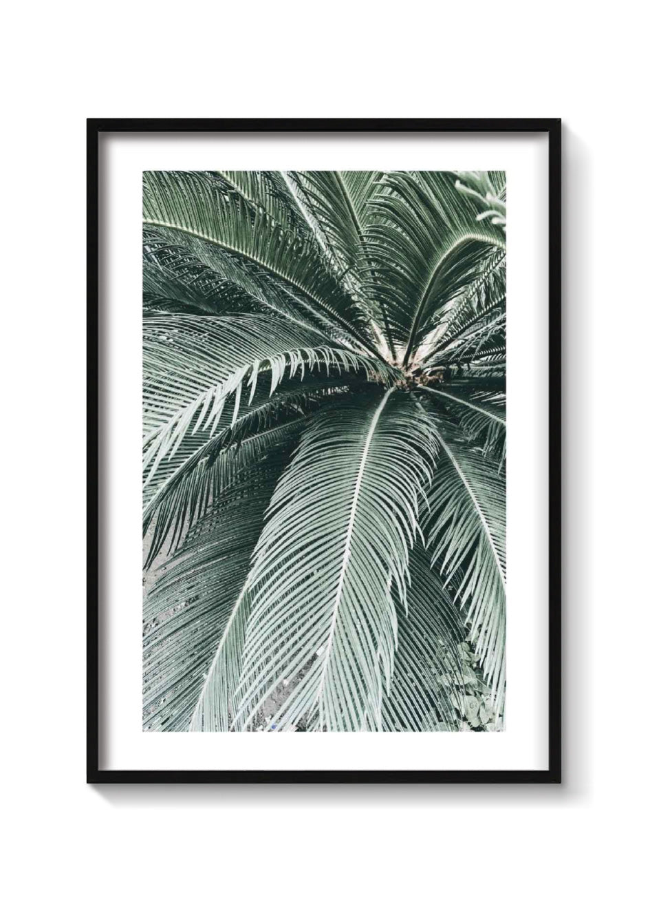 PALM CLOSE UP