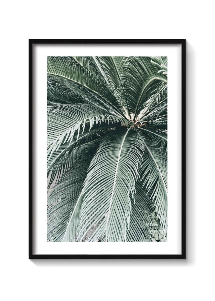PALM CLOSE UP