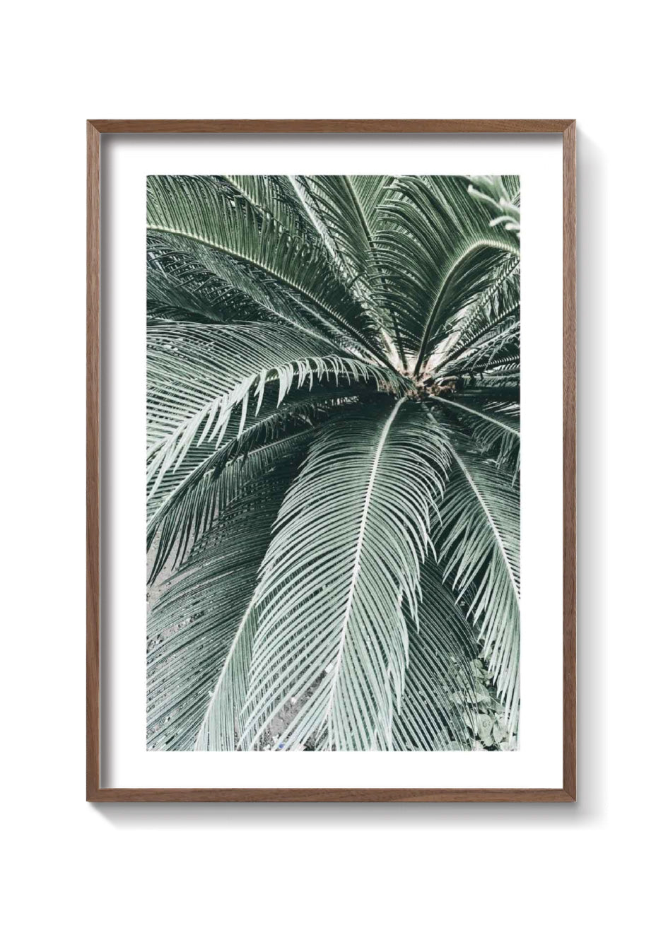 PALM CLOSE UP