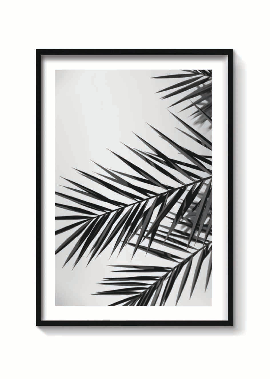 PALM LEAVES
