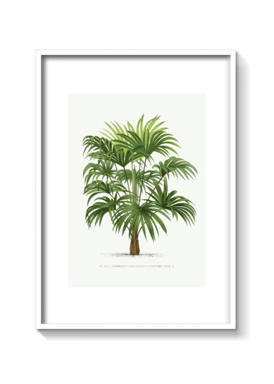 PALMERA WASHINGTONIA