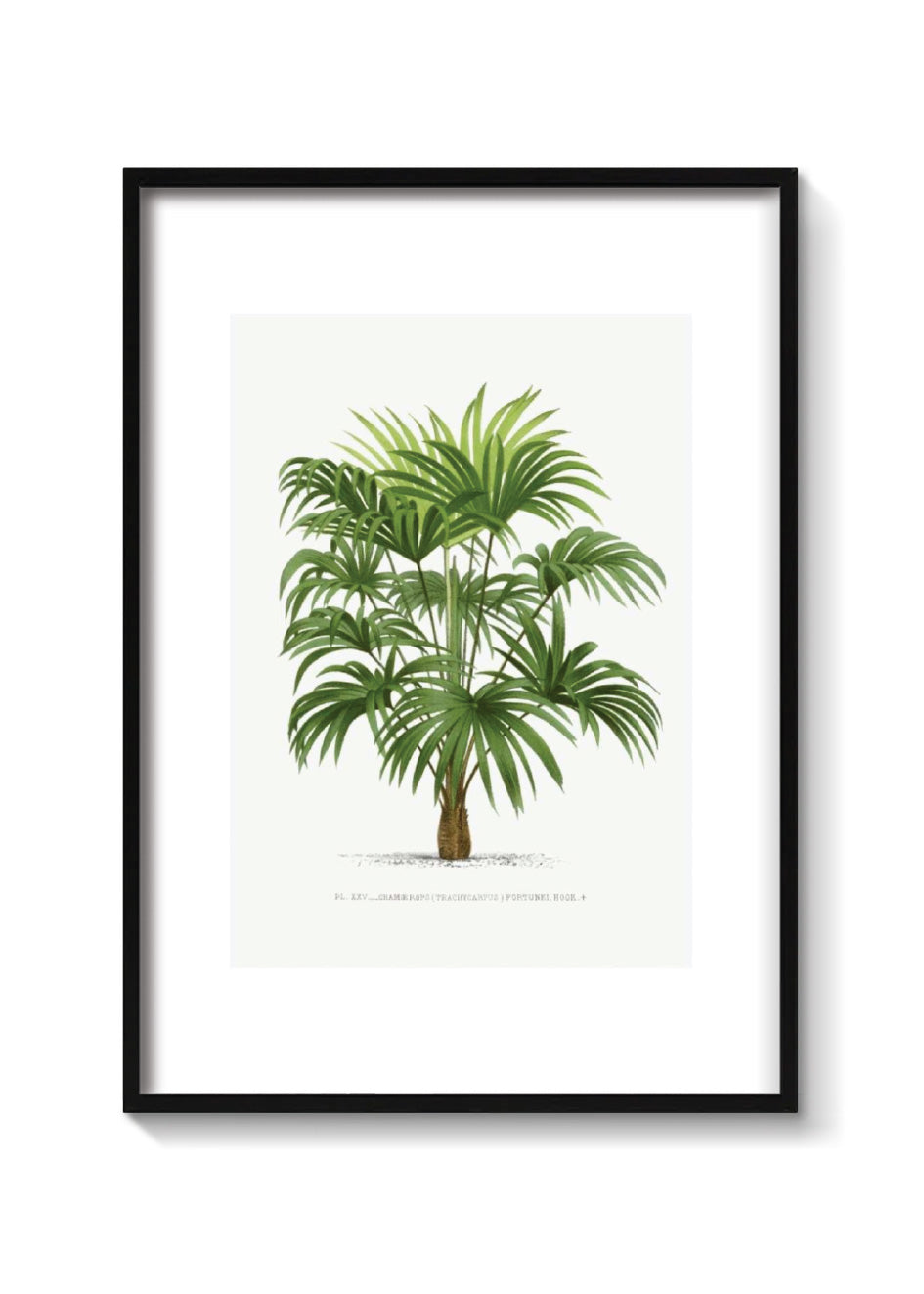 PALMERA WASHINGTONIA