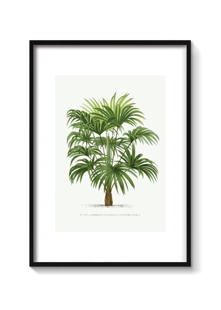 PALMERA WASHINGTONIA