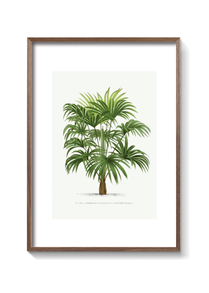 PALMERA WASHINGTONIA