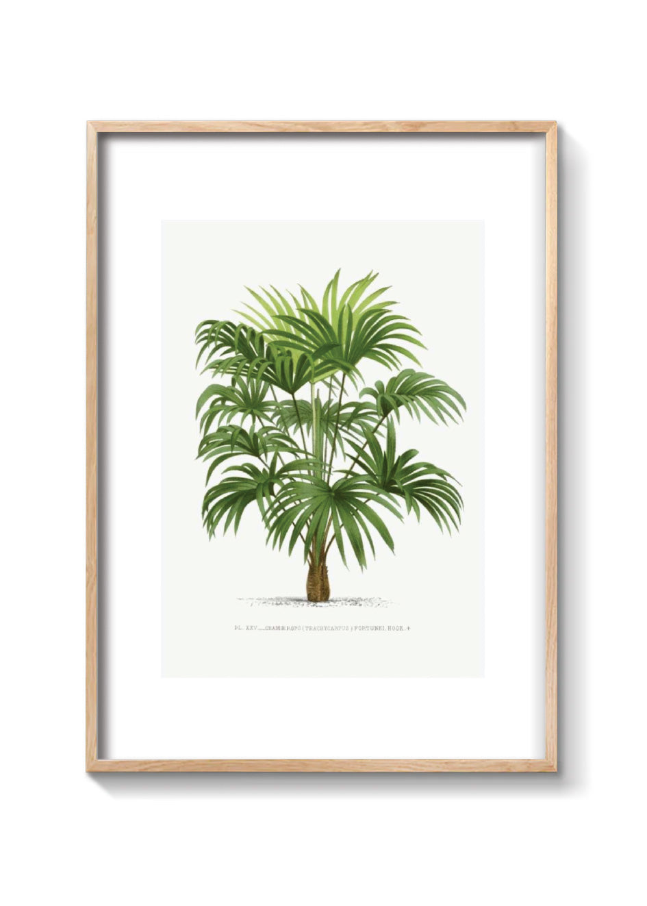 PALMERA WASHINGTONIA