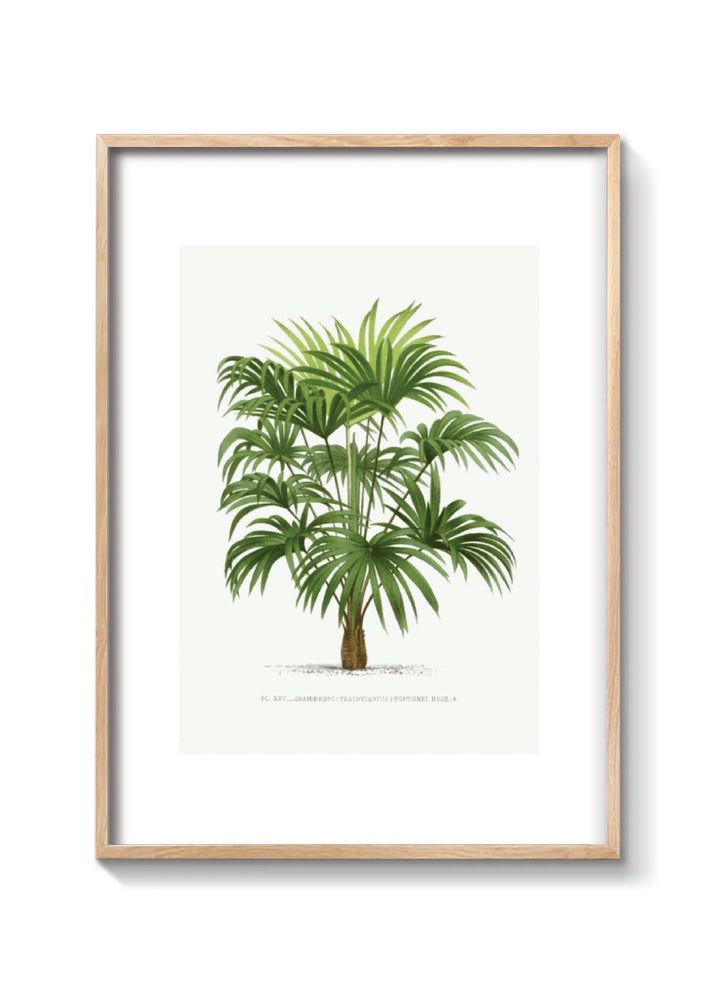 PALMERA WASHINGTONIA