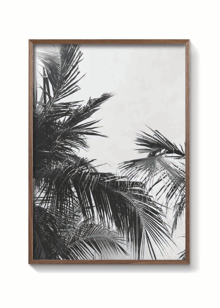 PALMS VINTAGE