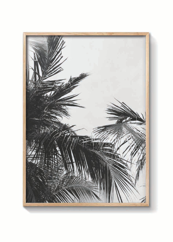 PALMS VINTAGE