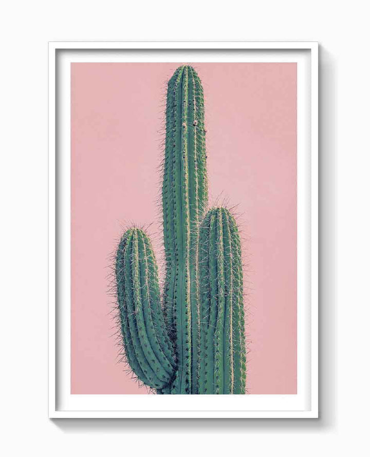 PINK CACTUS