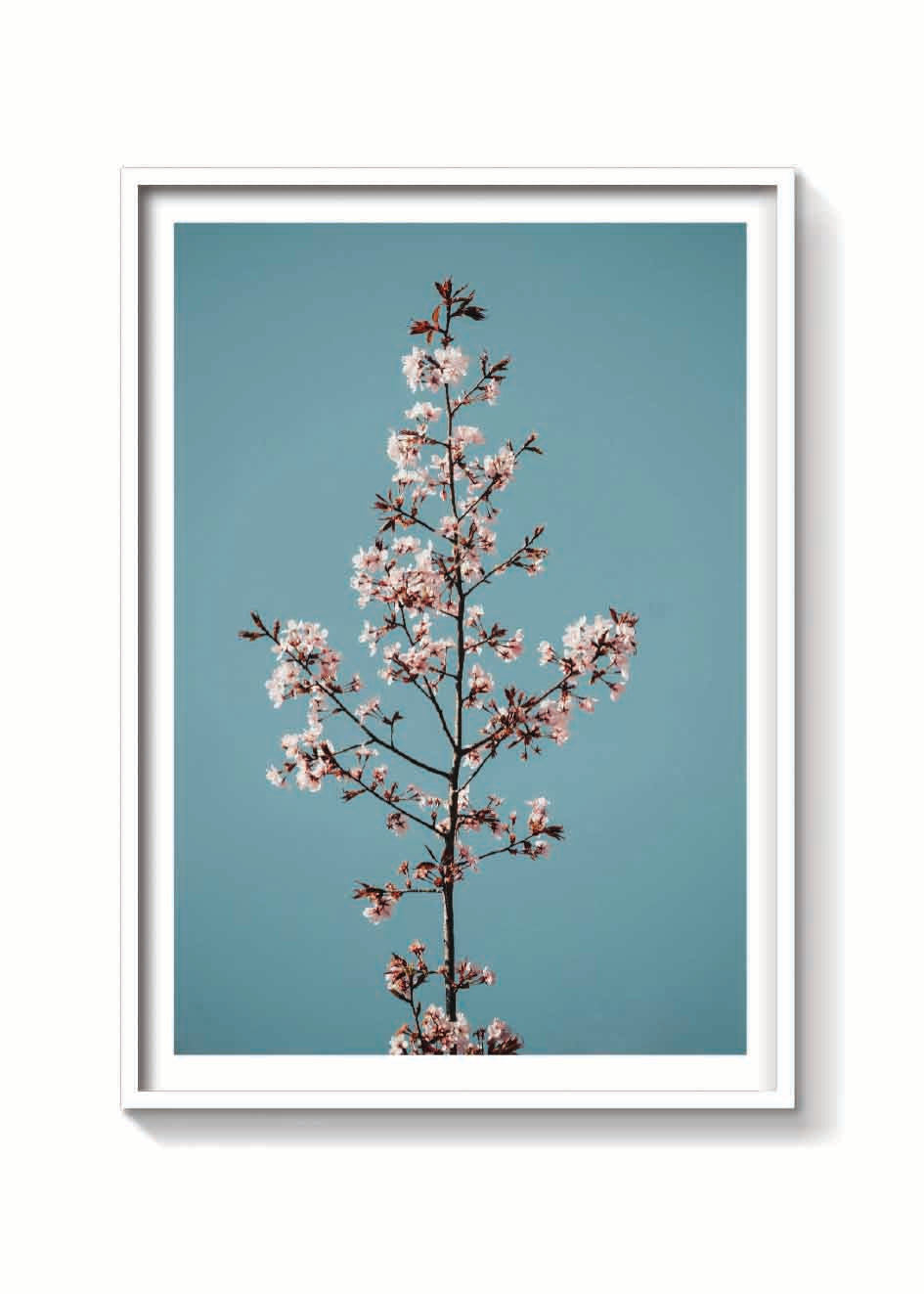 TALLO DE SAKURA