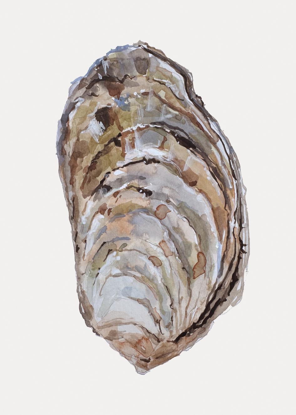 CRASSOSTREA