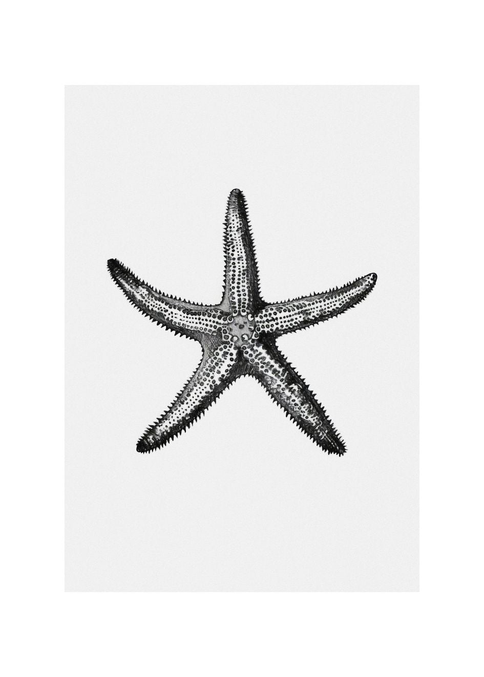 ESTRELLA DE MAR