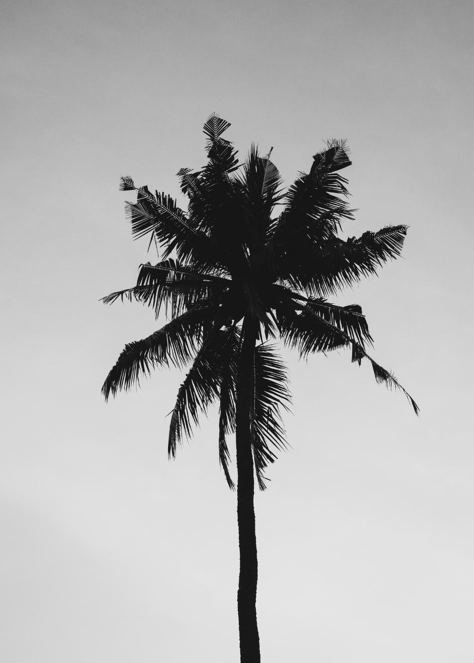 PALMERA