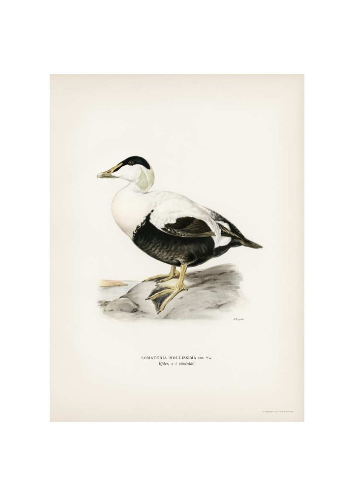 SOMATERIA MOLLISSIMA