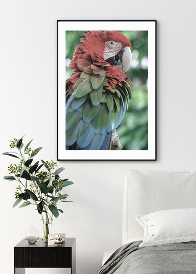 Cuadro-GUACAMAYA POSTER-studiomalek